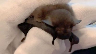 A baby bat is held by someone wearing white gloves.