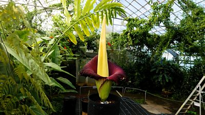 The Titan Arum plant produces a stench that has been compared to decaying flesh.