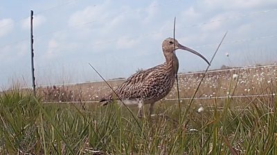 An adult curlew standing in grass beside a wire fence