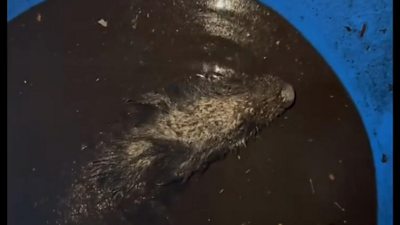 Badger rescued from plastic barrel filled with rainwater