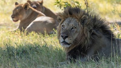 male lion in the foreground sitting on grass with two female lions in the background