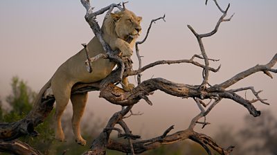 a lion laying dow in tree branches