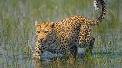 A cheetah walking through water and grass 