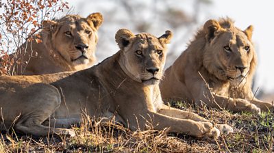 Three male lions sitting on grass