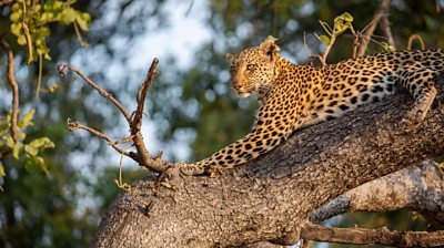 a leopard sitting in a tree