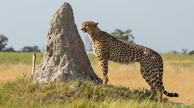 a cheetah standing beside a termite mound