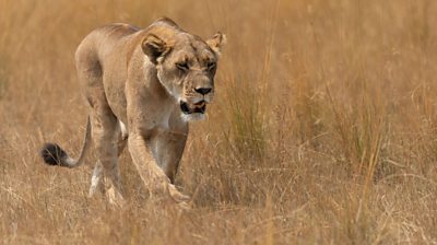 a lioness lion walking through brown grass