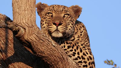 closeup of adult leopard resting in a tree