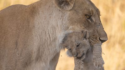 a lioness holding a cub in her mouth