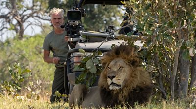 a man with lots of filming equipment filming a male lion sitting in grass