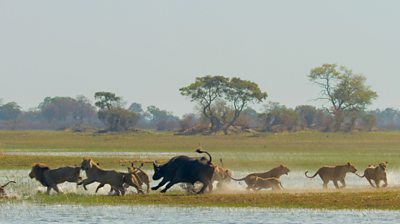 A wide shot of buffalo herd and lions running by a watering hole