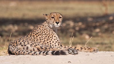 a female cheetah laying down on the ground and looking up