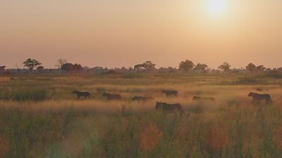 wide shot of lionesses walking across grass at sunset