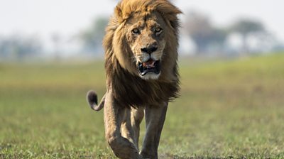 Close up of a male lion face on 