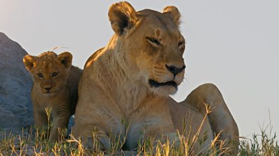 a lioness and her cub on the grass