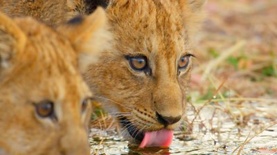 a close up of a cub drinking water