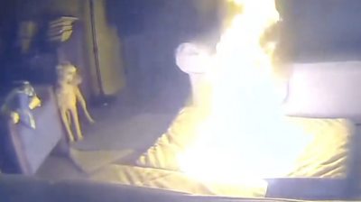 Dog looking at mattress on fire