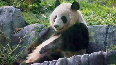 Yun Chuan, a giant male panda sitting