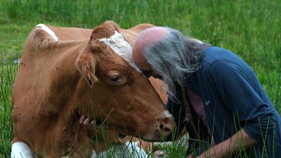 Cow cuddling Grahame Barritt