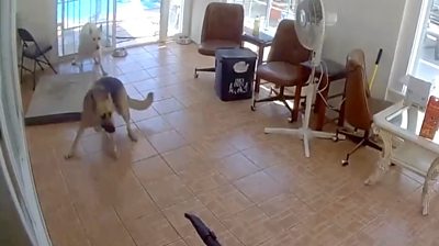 Dogs on cctv