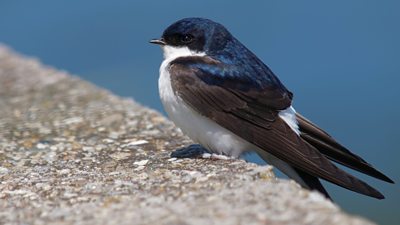 House martin