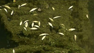 dead fish in canal