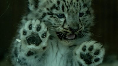 Baby snow leopard