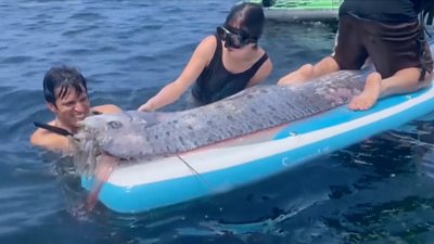 Two swimmers look at an oarfish that takes up the length of a paddle board with one man atop the board too