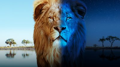 A lion stands half in daylight and half in night