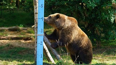 A bear licks honey off a measuring post