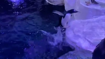 Gentoo penguin takes first swim