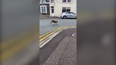 Deer running along road