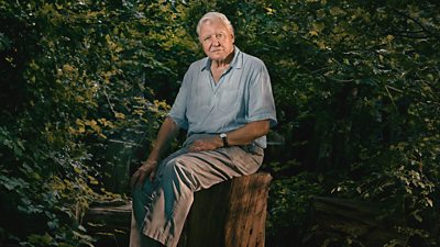 Sir David Attenborough sat on a tree stump nestled amongst dense green foliage. 