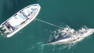 The boat on the left is throwing a rope to the humpback whale drawing it closer to the boat.