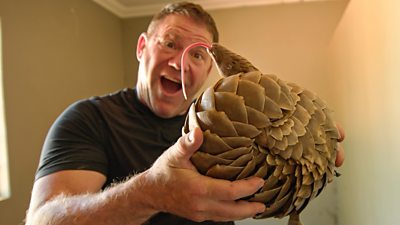 Steve with a pangolin