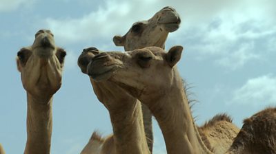 camels herded together