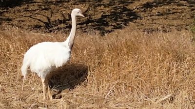 A Rhea in a field.