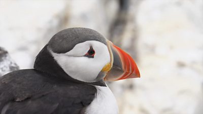 Puffin.