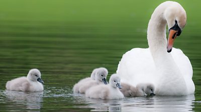 Swan and cygnets