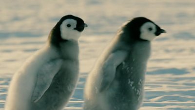 Penguin chicks that scientists feared had been cut off from their parents, have survived.