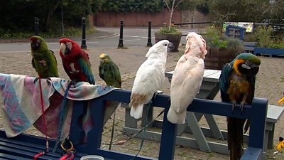 Six parrots perched on a blue bench on a pavement