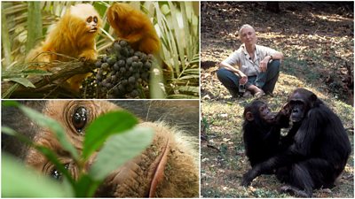 Collage showing image of an animatronic tamarin with a camera in its eye looking at a real tamarin; bottom left a close up of a chimpanzee face with leaves in front of it. Right hand side image of Jane Goodall sitting behind two chimpanzees