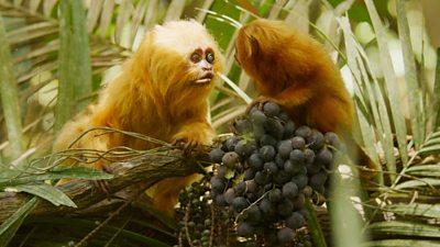 a spy Tamarin looking at a young golden lion tamarin through a camera in its eye