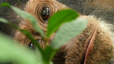 close up of a chimpanzee with leaves in front of its face 