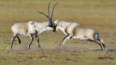 Two chiru rutting/hitting their antlers against each others