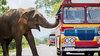 An elephant with its trunk in the window of a colourful bus. the elephant looks like its smiling