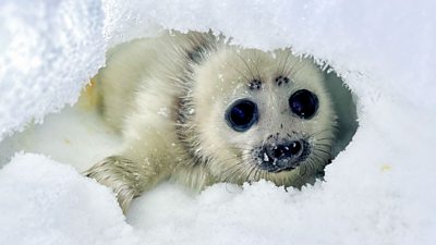 a newborn Baikal seal pup peeking through the snow to the camera