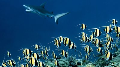 a moorish idol swimming in the ocean with a grey reef shark in the background