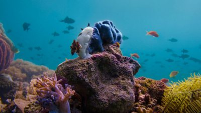 a sea bunny, a small sea slug that looks like it's got fur, on a reef underwater