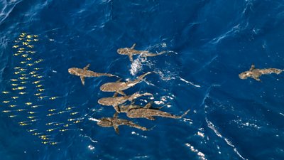 Aerial view of grey reef sharks swimming after a Moorish idol